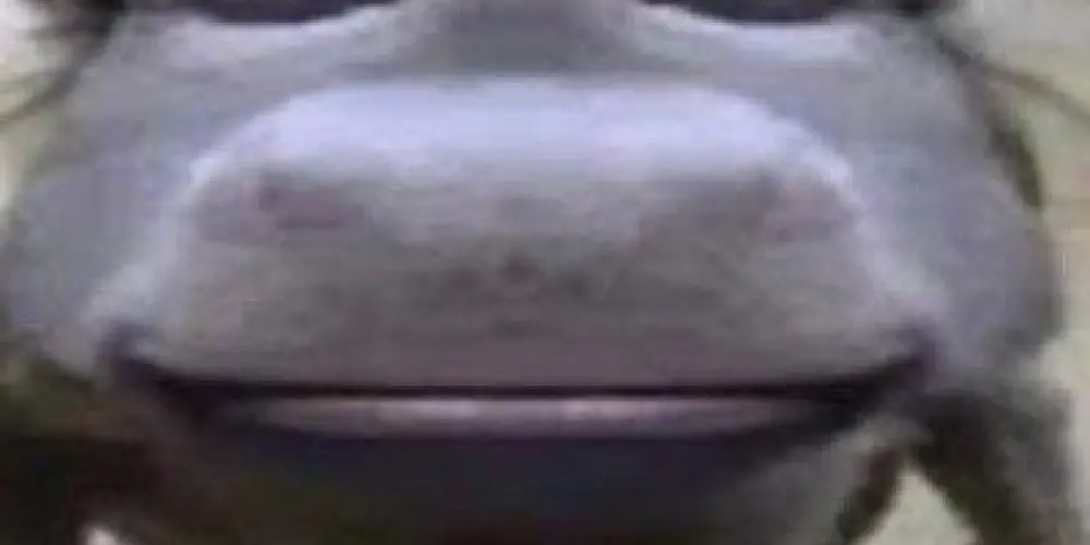 Imagem do grupo de WhatsApp Podeser