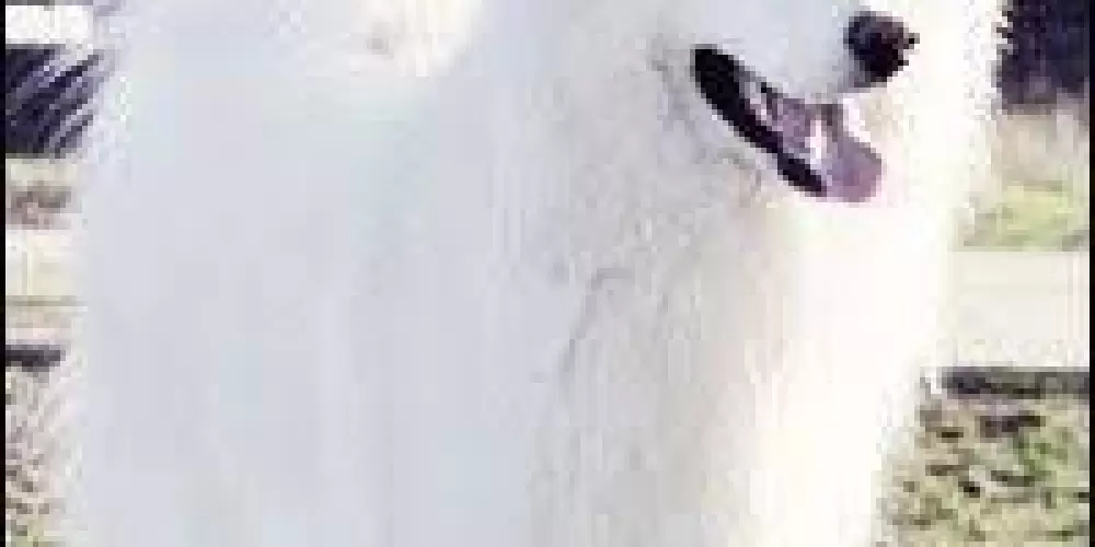 Imagem do grupo de WhatsApp Poemas.