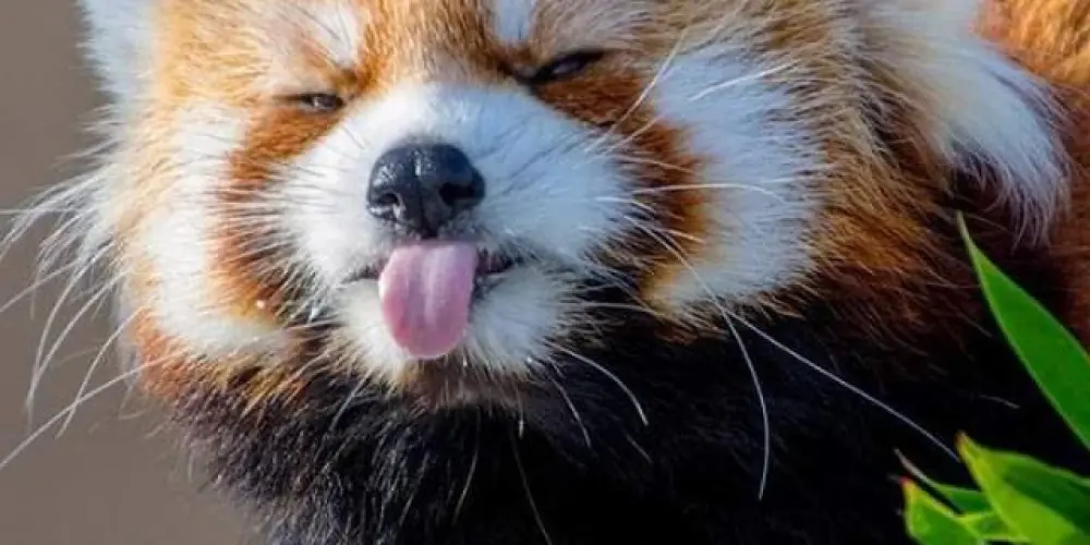 Imagem do grupo de WhatsApp Poesia Dos Pandas Vermelhos