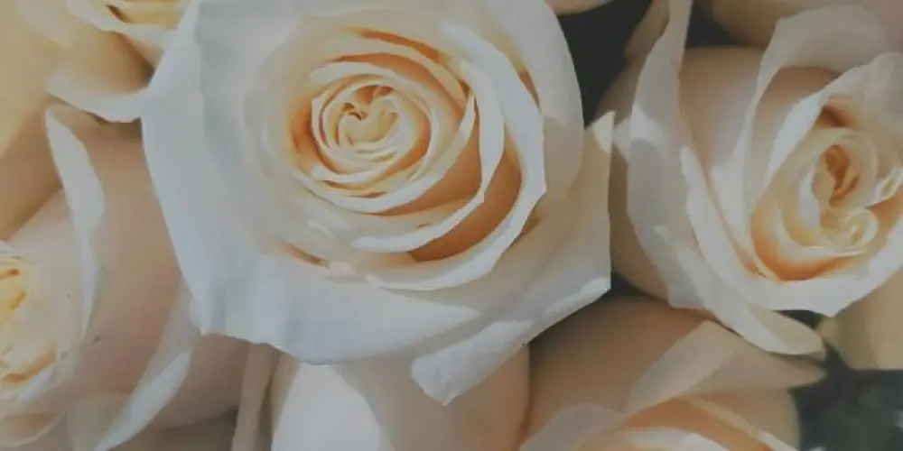 Imagem do grupo de WhatsApp Poesia é a meta