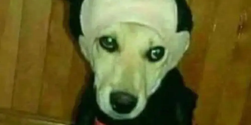 Imagem do grupo de WhatsApp PORTAL DA AMIZADE