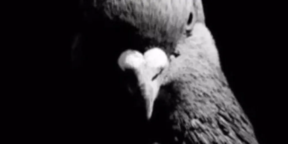 Imagem do grupo de WhatsApp Ppk's Kent,s💥