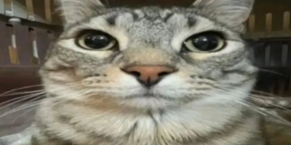 Imagem do grupo de WhatsApp Prazer, Tikomo na kama 🧸