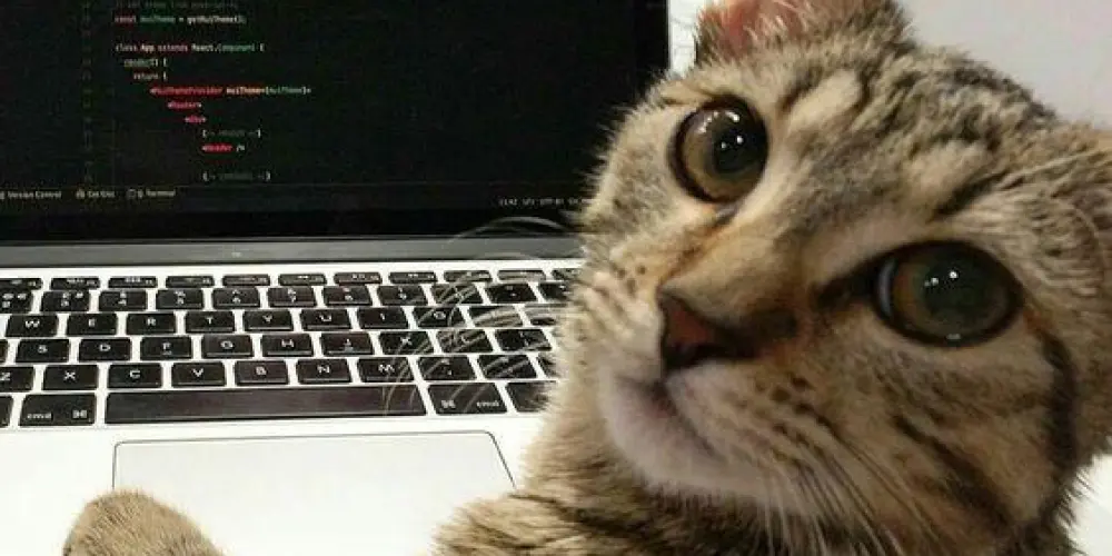 Imagem do grupo de WhatsApp Programação