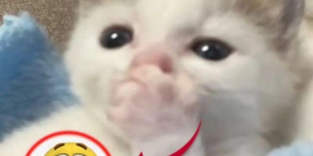 Imagem do grupo de WhatsApp Psicológicos de boteco 🤘🏻