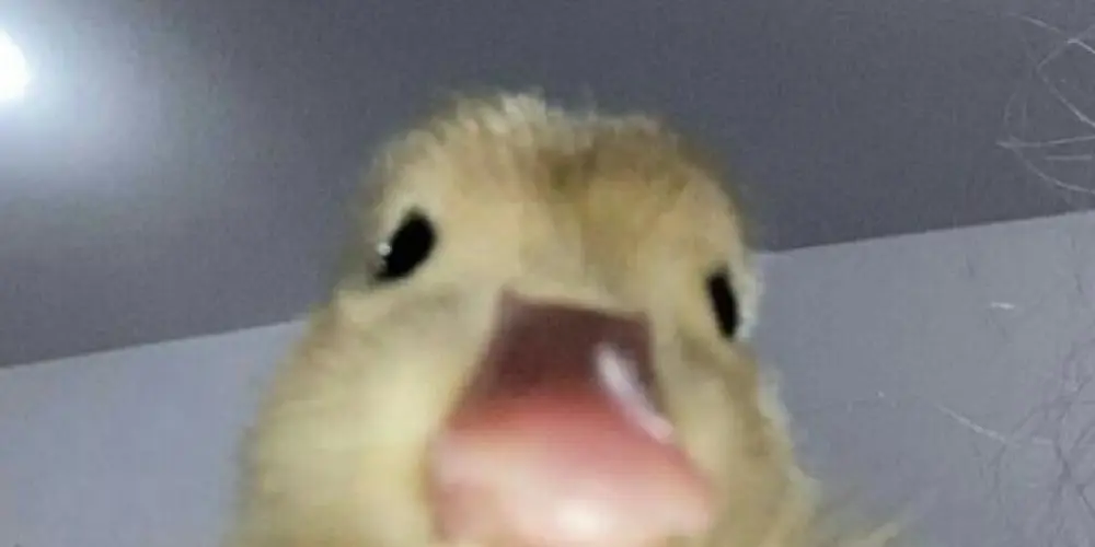 Imagem do grupo de WhatsApp Psicólogos de boteco