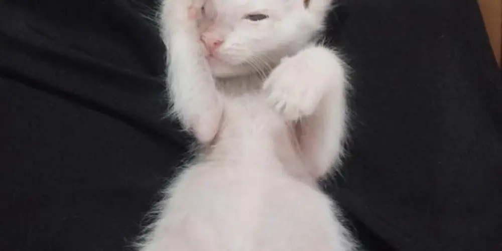 Imagem do grupo de WhatsApp Pula-pula princesa