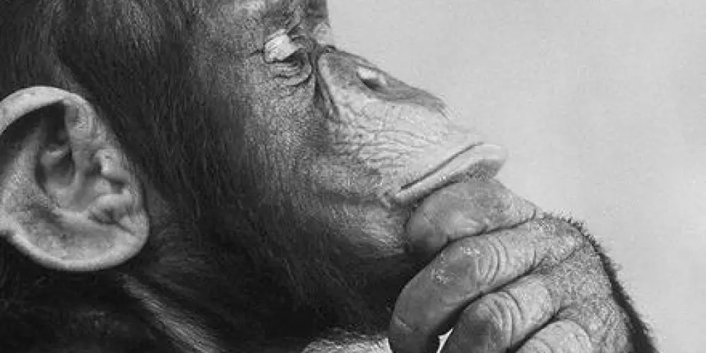 Imagem do grupo de WhatsApp qg das figurinhas [bot on]