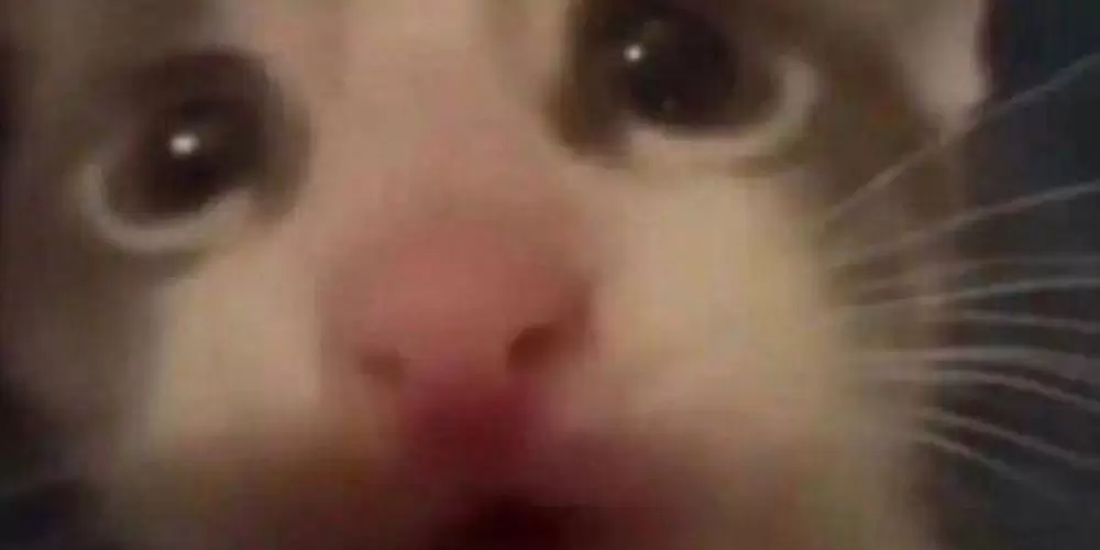 Imagem do grupo de WhatsApp quase tudo liberado