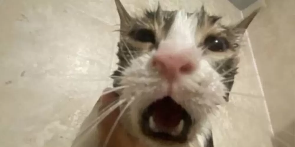 Imagem do grupo de WhatsApp Quebrada 🙅🏻‍♀️🔞