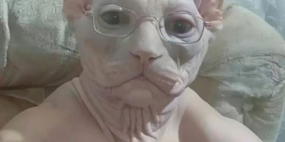 Imagem do grupo de WhatsApp queremos injustiça