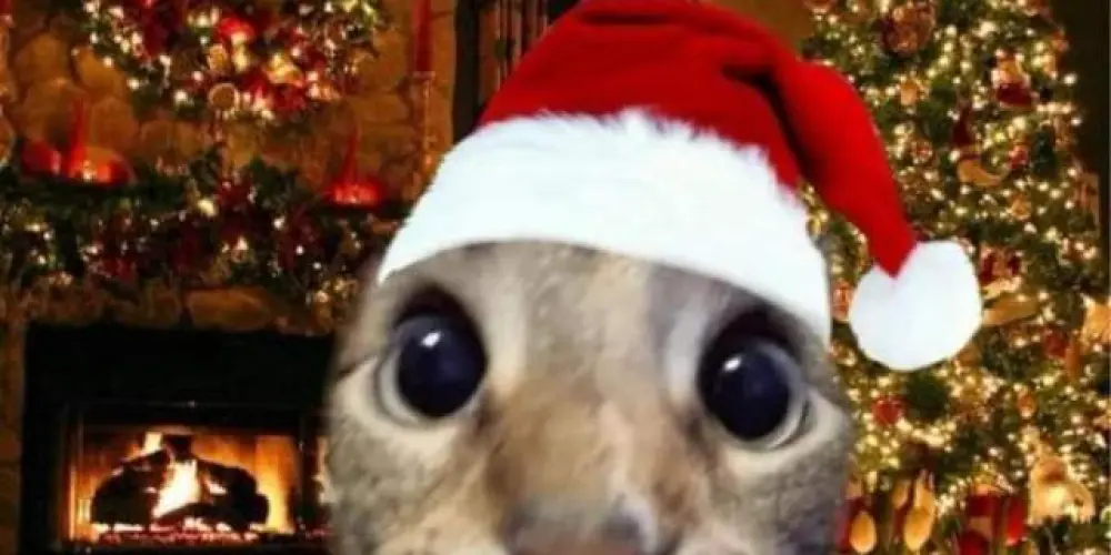 Imagem do grupo de WhatsApp Quintal dos crias🤪(feliz natal🎄)