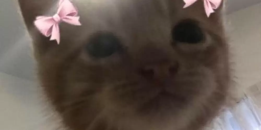 Imagem do grupo de WhatsApp 🚨 R E S E N H A - T O T A L 🚨