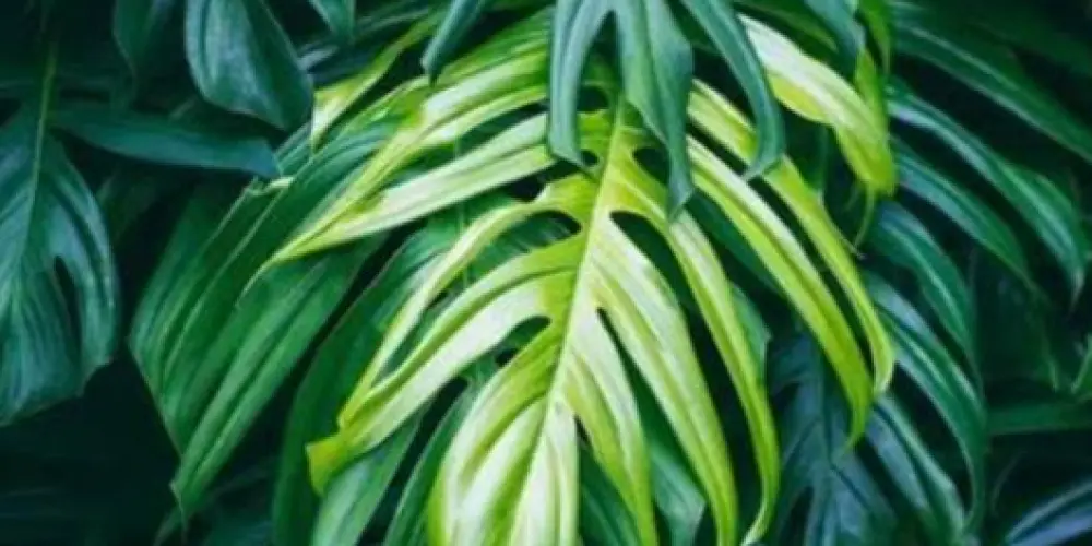 Imagem do grupo de WhatsApp Raízes Unidas🌲🌵🌴🌱🍀