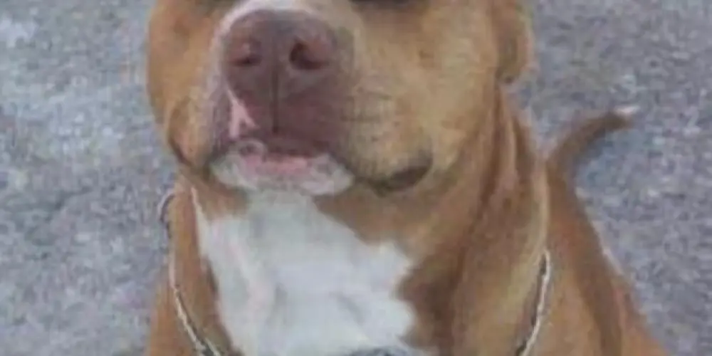 Imagem do grupo de WhatsApp Random👾