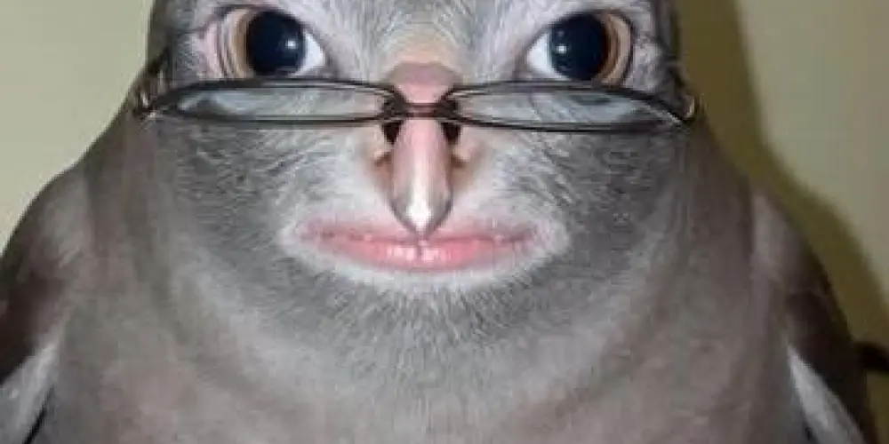 Imagem do grupo de WhatsApp RandomVerso