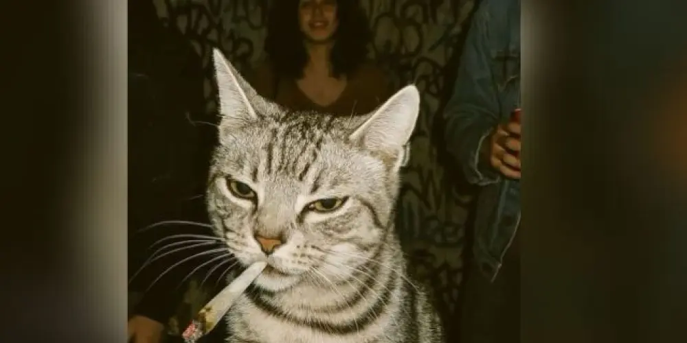 Imagem do grupo de WhatsApp Ranking da Zoeira 🗣️