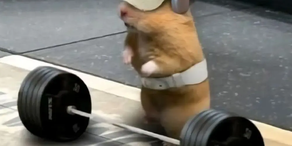 Imagem do grupo de WhatsApp RATINHOS DE ACADEMIA