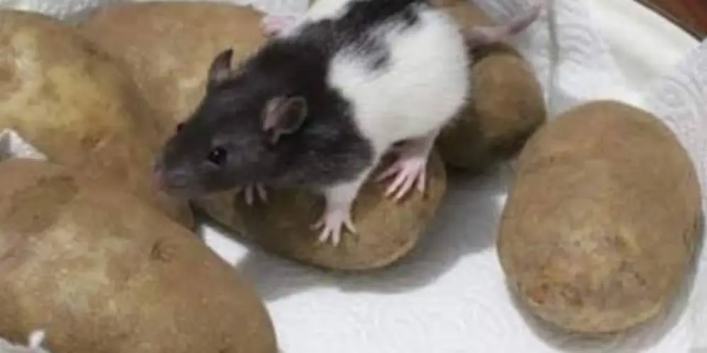 Imagem do grupo de WhatsApp RATU NA BATATA 🐭🥔