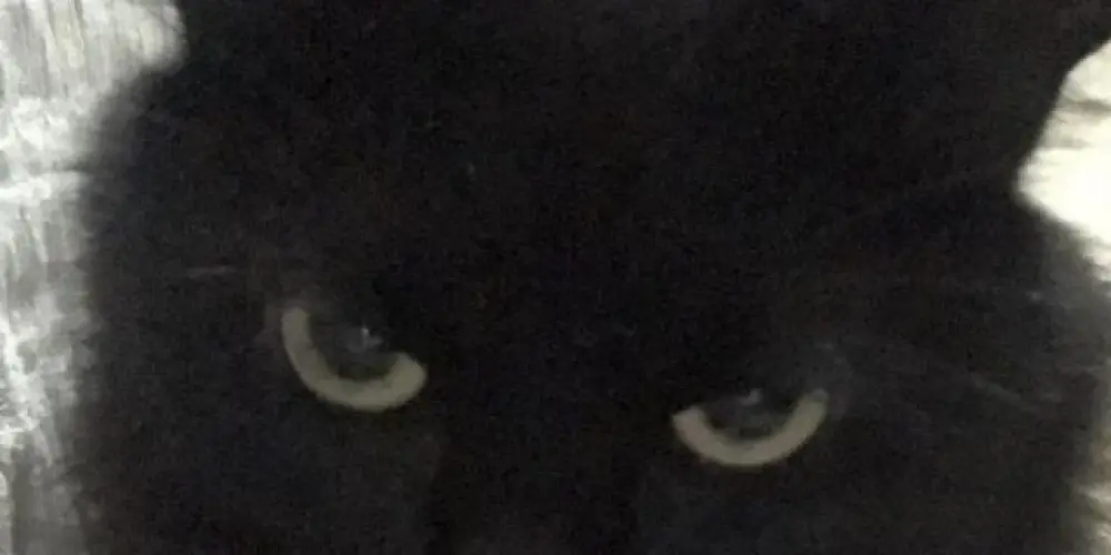 Imagem do grupo de WhatsApp Rave