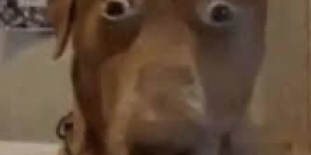 Imagem do grupo de WhatsApp Rave filmes