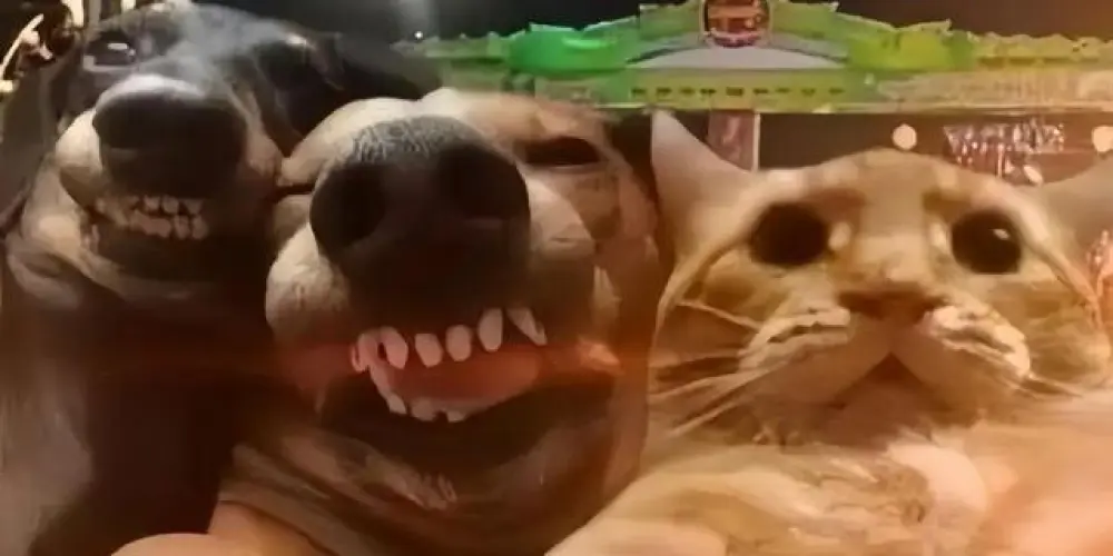 Imagem do grupo de WhatsApp Rᥲᥒd᥆꧑ ρᥱ᥆ρᥣᥱ₊˚ʚ ᗢ₊˚✧ ﾟ.