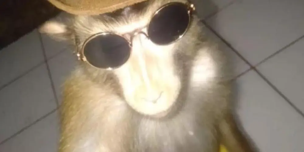 Imagem do grupo de WhatsApp Real monkeys 🐒