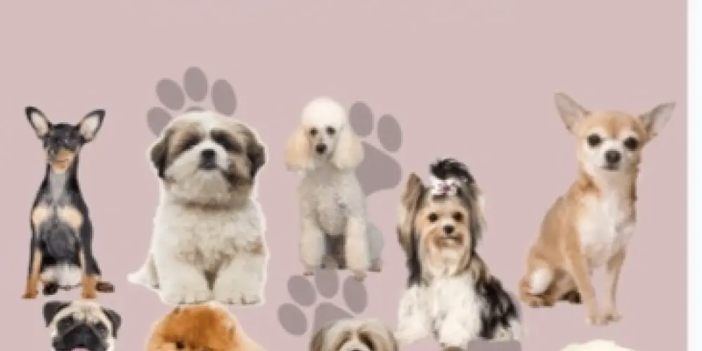 Imagem do grupo de WhatsApp Receita saudável para pet