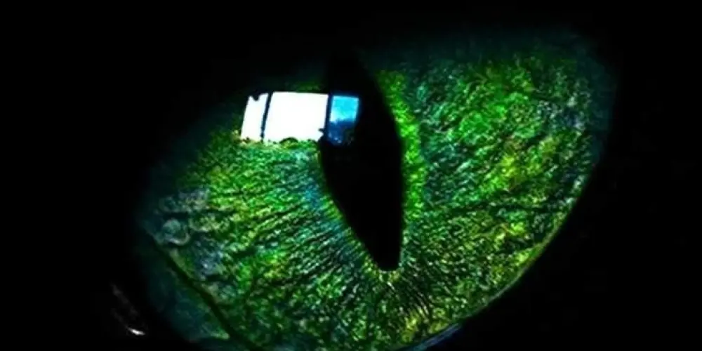 Imagem do grupo de WhatsApp ☘️🎋⏤͟͟∘˙𝗙𝘳𝘰𝘯𝘵 𝑫𝖾𝗌𝗄 (recep.)🐉🍃