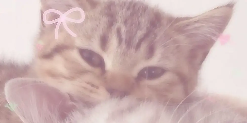 Imagem do grupo de WhatsApp ⋮ ⌗  RECEPÇÃO!! ｡𖦹°‧