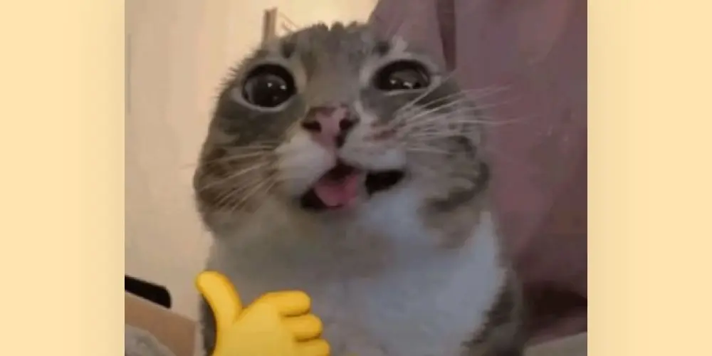 Imagem do grupo de WhatsApp Recepção