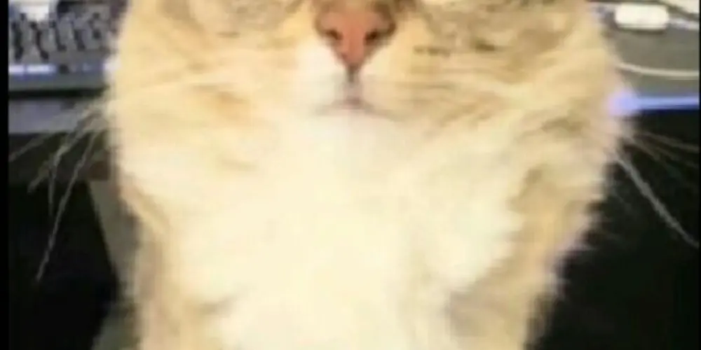 Imagem do grupo de WhatsApp Recepção:The BL○○D