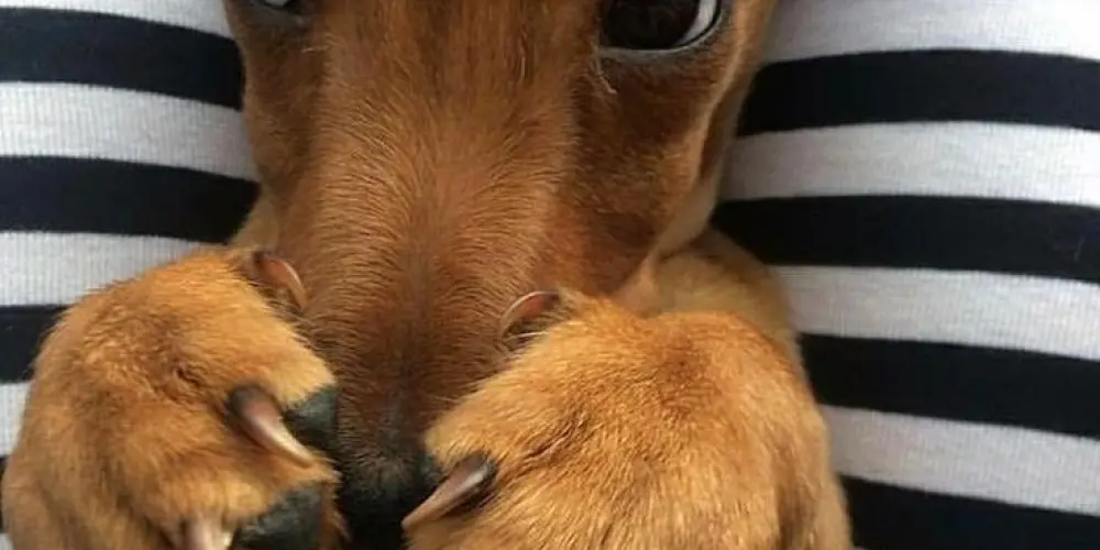 Imagem do grupo de WhatsApp recrutamento “migos”