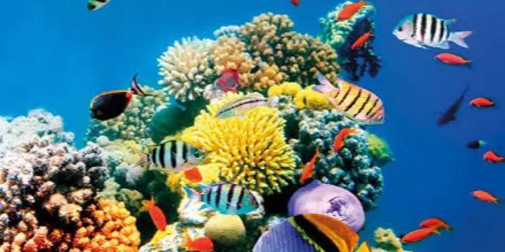 Imagem do grupo de WhatsApp Reefs de Hortolândia