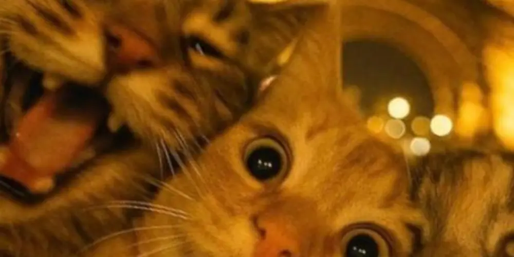 Imagem do grupo de WhatsApp Refúgio dos fugitivos 👻