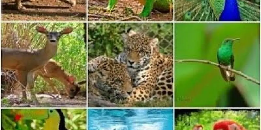Imagem do grupo de WhatsApp Registro de fauna MG