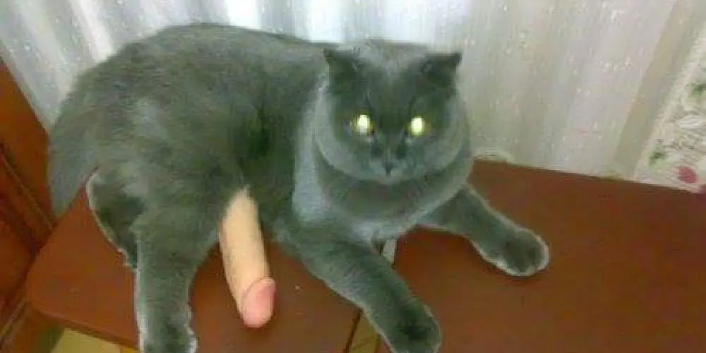 Imagem do grupo de WhatsApp Rei das resenhas