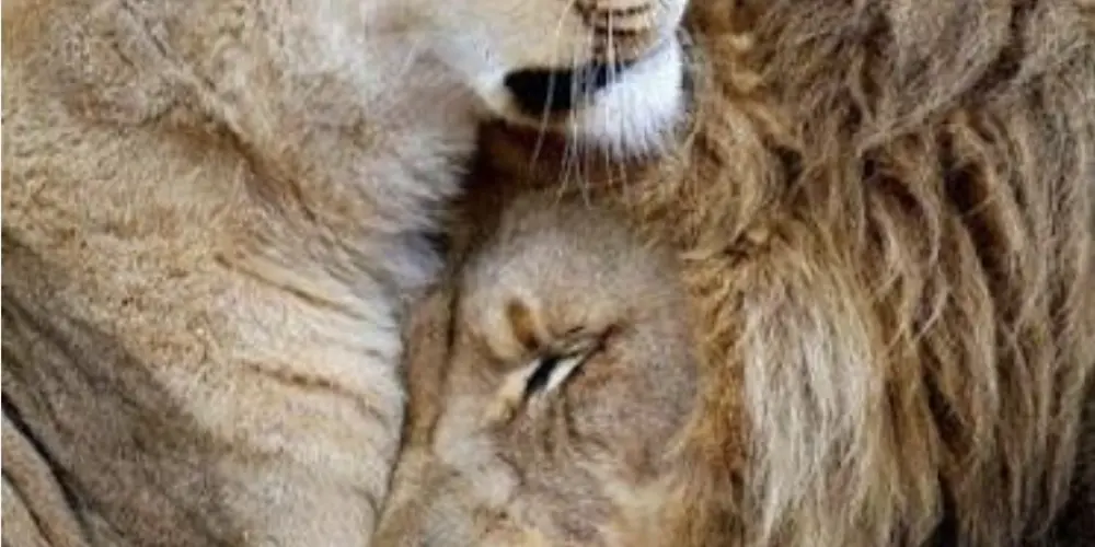 Imagem do grupo de WhatsApp 👑 Reis e Rainhas das figurinhas 👑