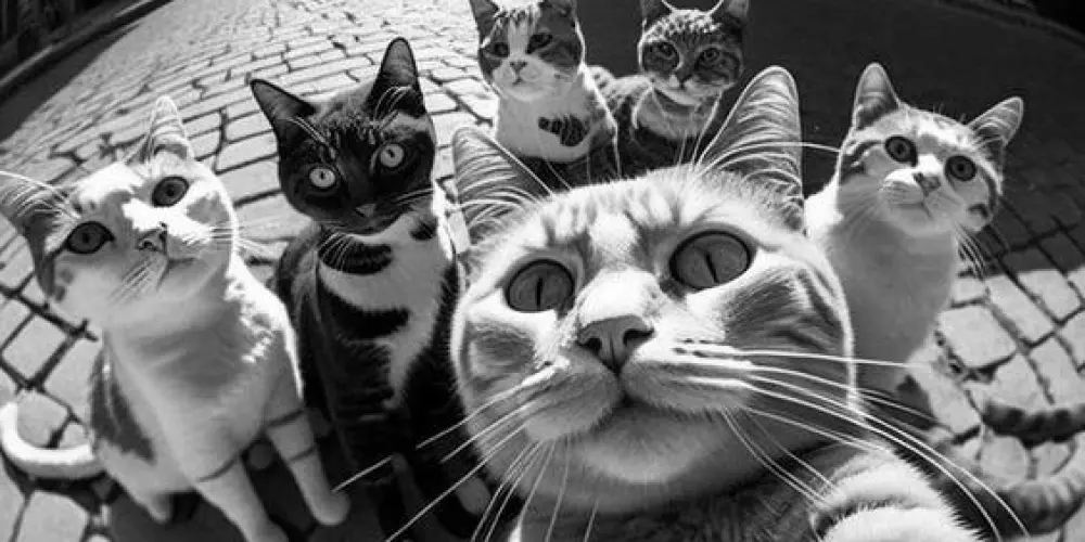 Imagem do grupo de WhatsApp REJEITADOS DO CPS