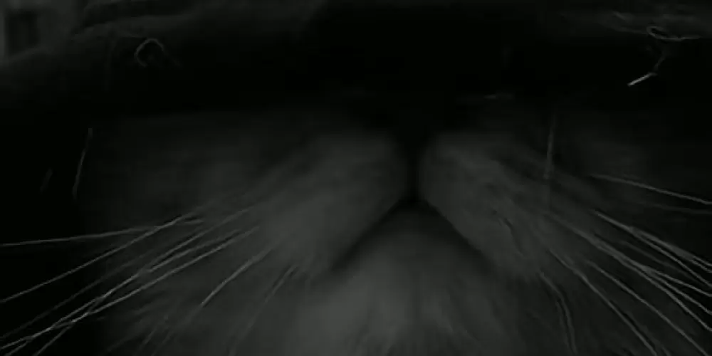 Imagem do grupo de WhatsApp RELACIONAMENTO 💍❤️‍🩹