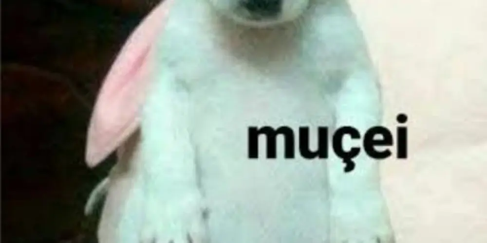 Imagem do grupo de WhatsApp RES3NH4