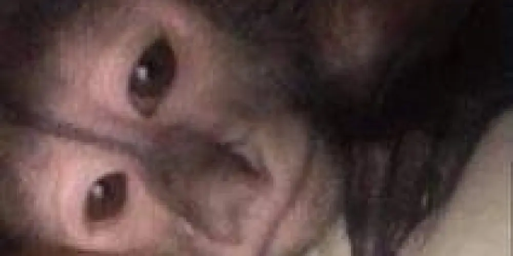 Imagem do grupo de WhatsApp RESENHA 0.1 🤯