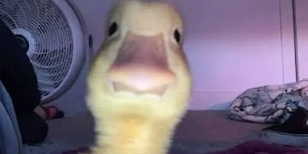 Imagem do grupo de WhatsApp Resenha 24 horas 😈