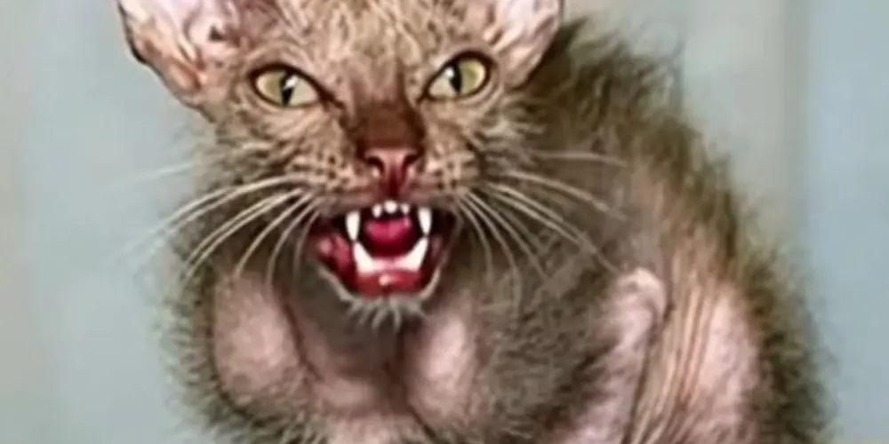 Imagem do grupo de WhatsApp RESENHA 24 por 48