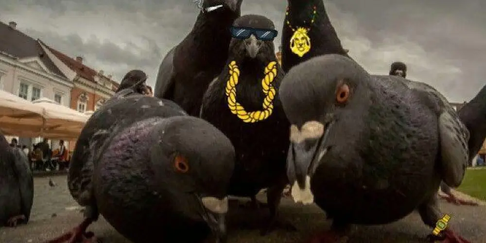 Imagem do grupo de WhatsApp Resenha 24/7