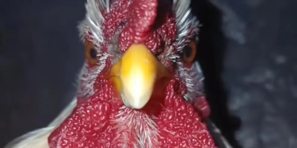 Imagem do grupo de WhatsApp ★Resenha ²⁴hrs★