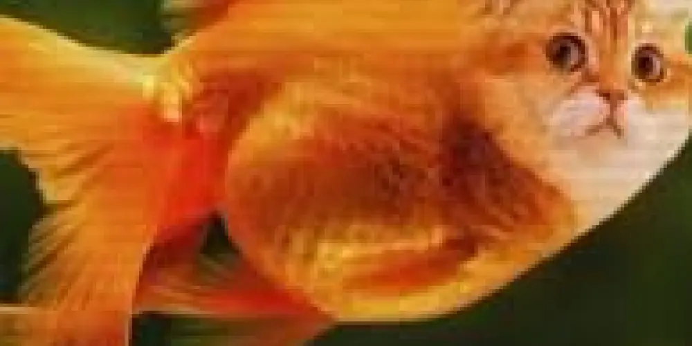 Imagem do grupo de WhatsApp Resenha