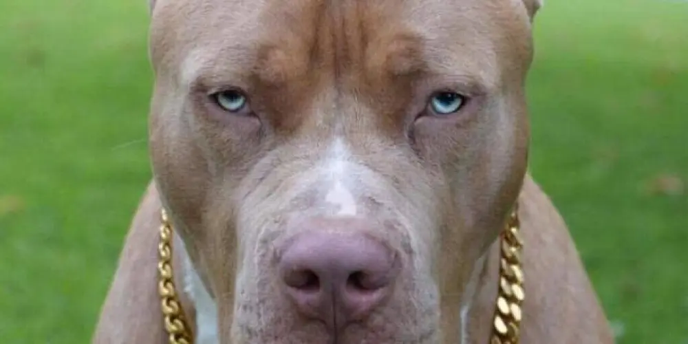 Imagem do grupo de WhatsApp RESENHA  😂😂😂😂