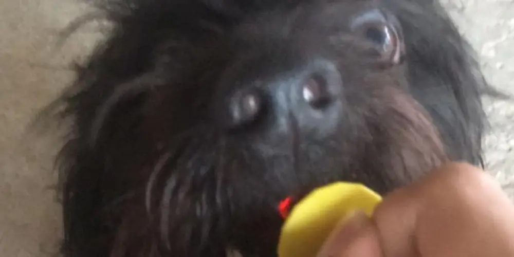 Imagem do grupo de WhatsApp resenha