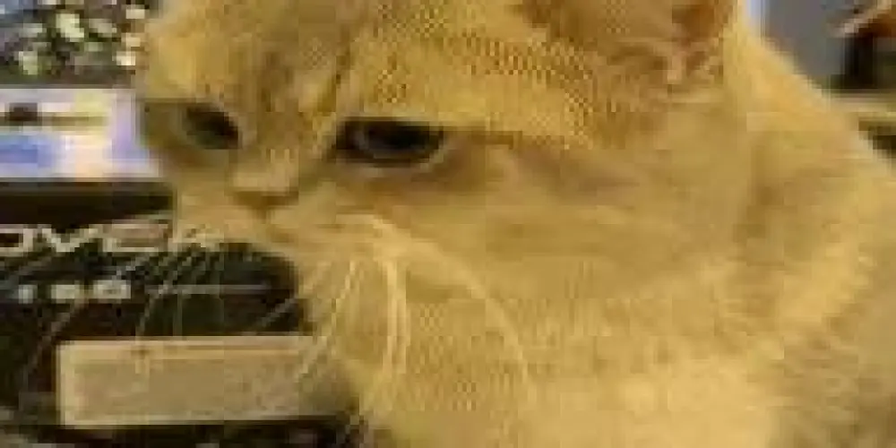 Imagem do grupo de WhatsApp Resenha!💕